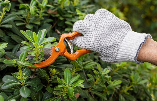 The Benefits of Manual Pruning: Why Hand Pruning is Best for Your Bushes and Trees