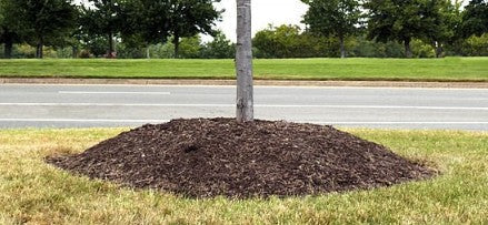 The Benefits of Proper Mulching: Why Less is More for Your Plants and Trees