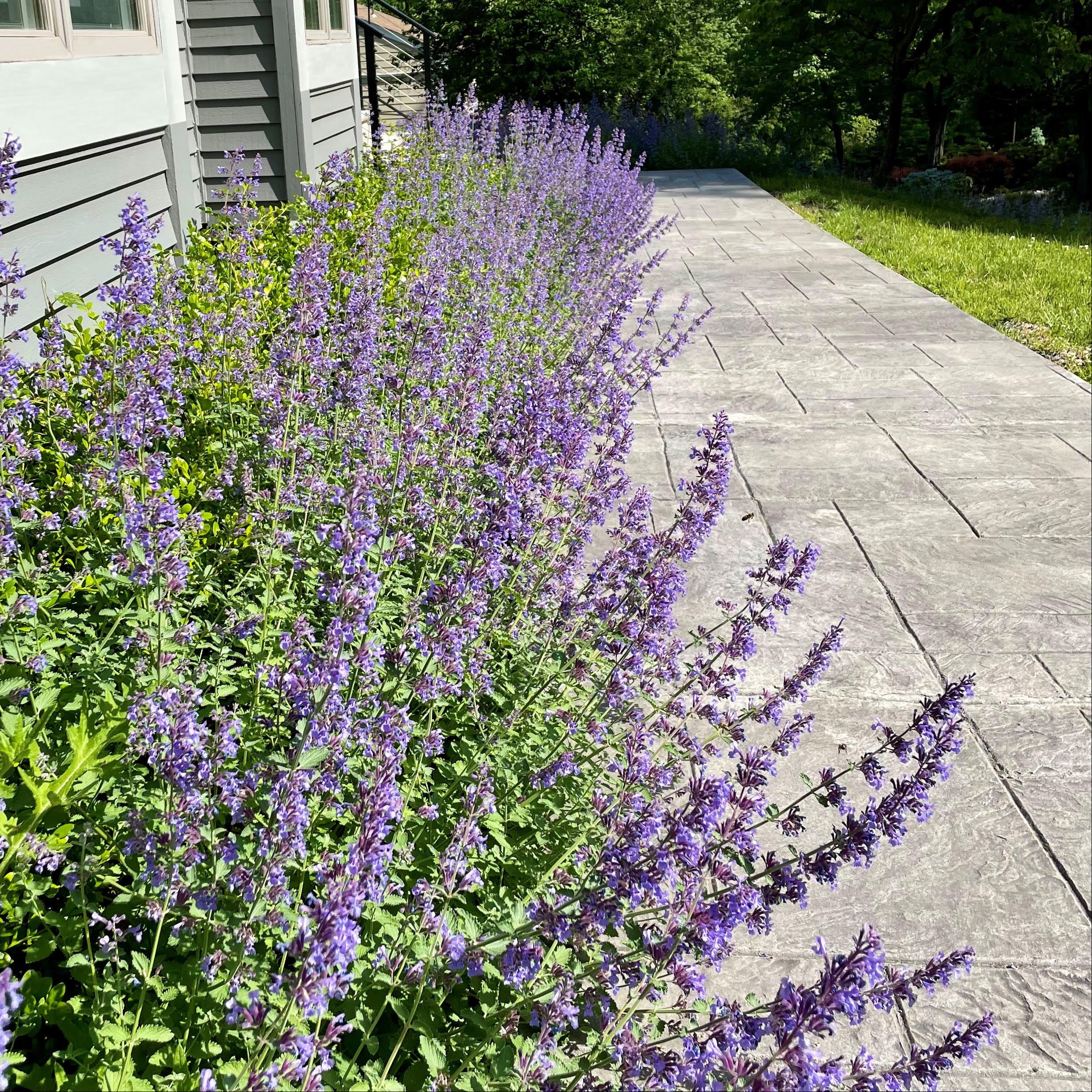 Purple flowering plant growing along a sidewalk next to a house